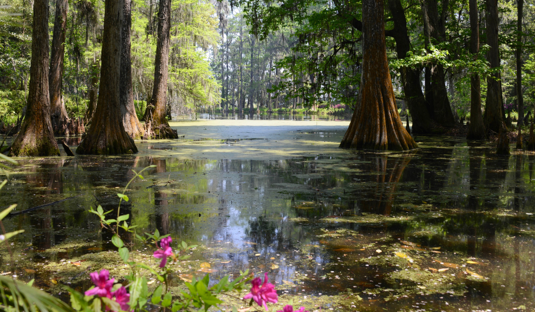 The Swamp and the River